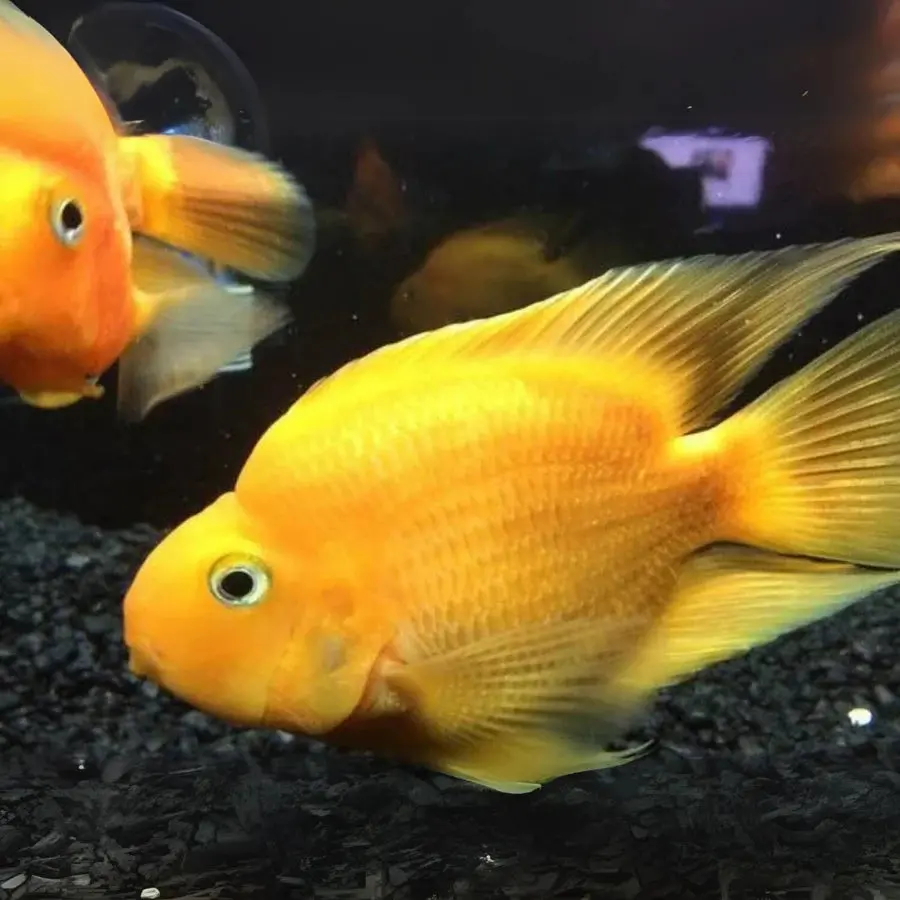 Live Fish Yellow Parrot (3 Inches) - Single 2