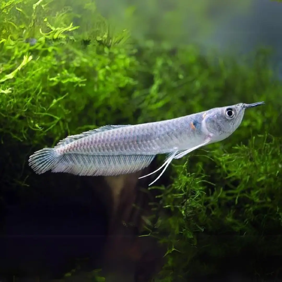 Live Fish Silver Arowana (3-4 Inches) | Single 1