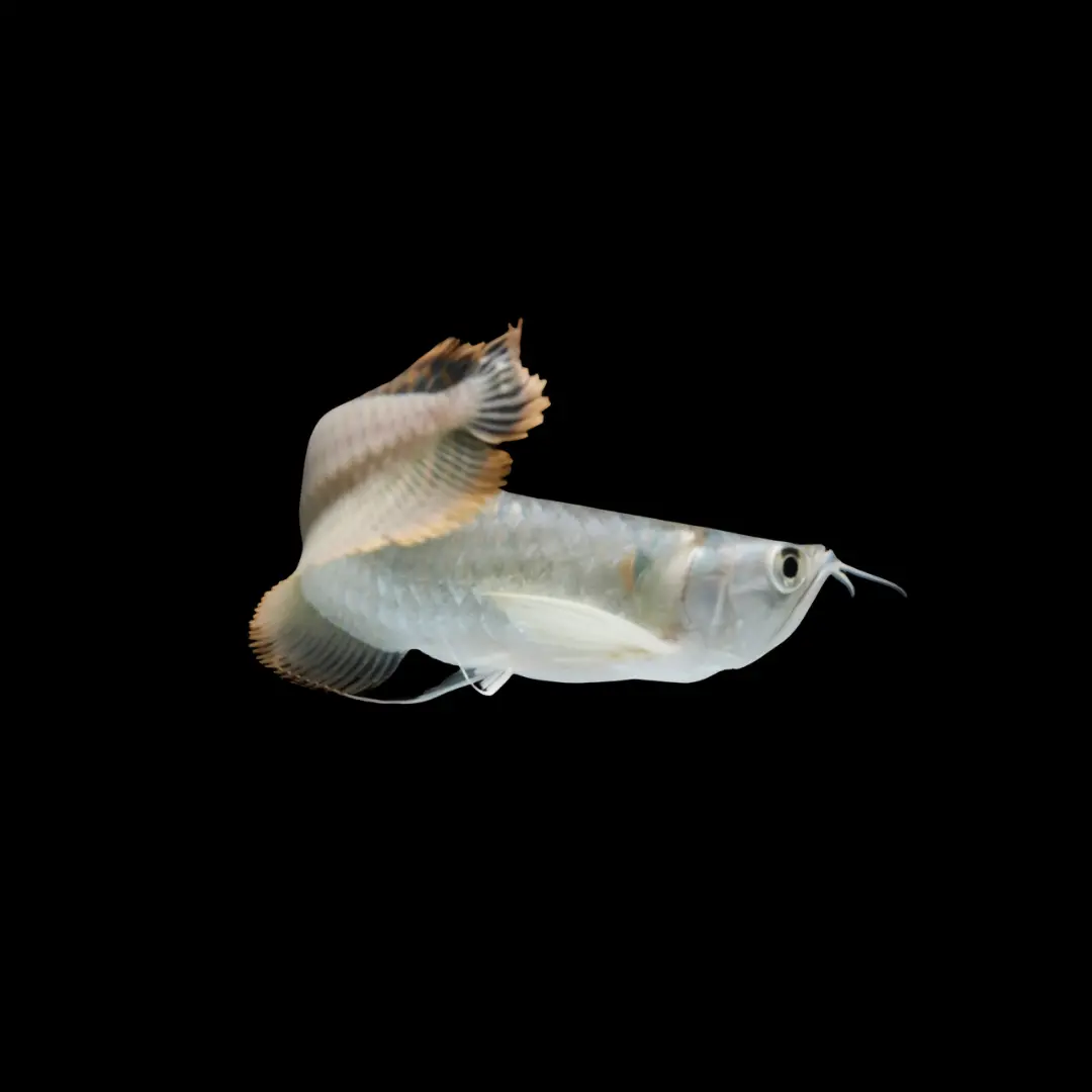 Live Fish Silver Arowana (3-4 Inches) | Single 2