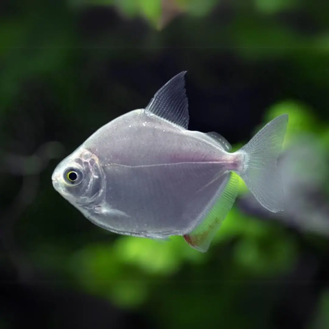Live Fish Silver Dollar (2-3 Inches) | Single 1