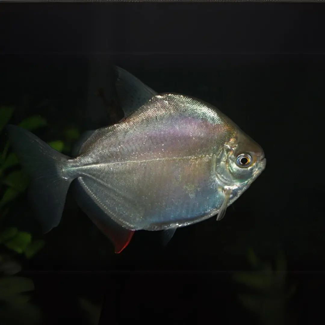 Live Fish Silver Dollar (3 -4 Inches) | Single 1