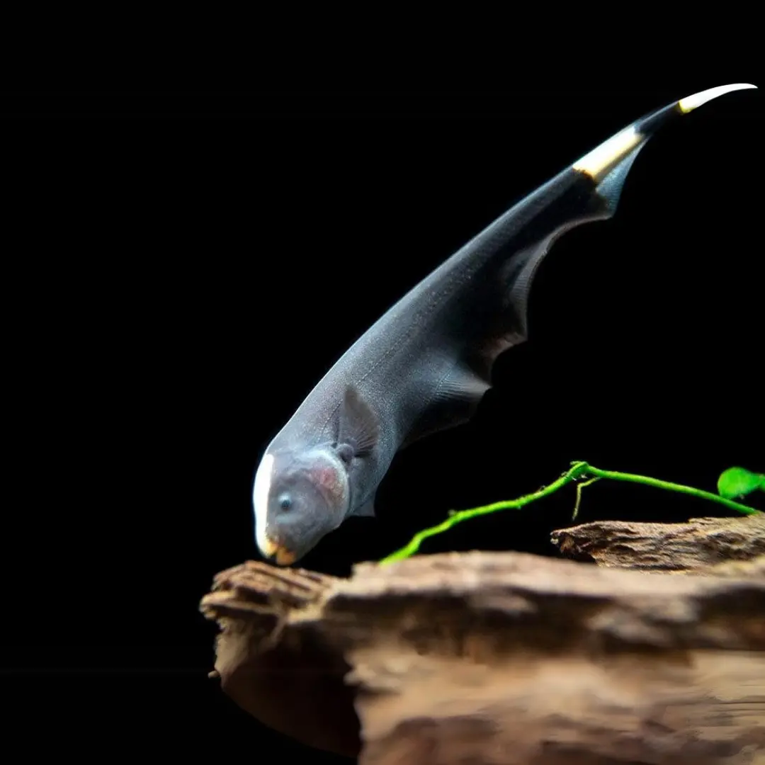 Live Fish Black Ghost Knife Fish - Single 2
