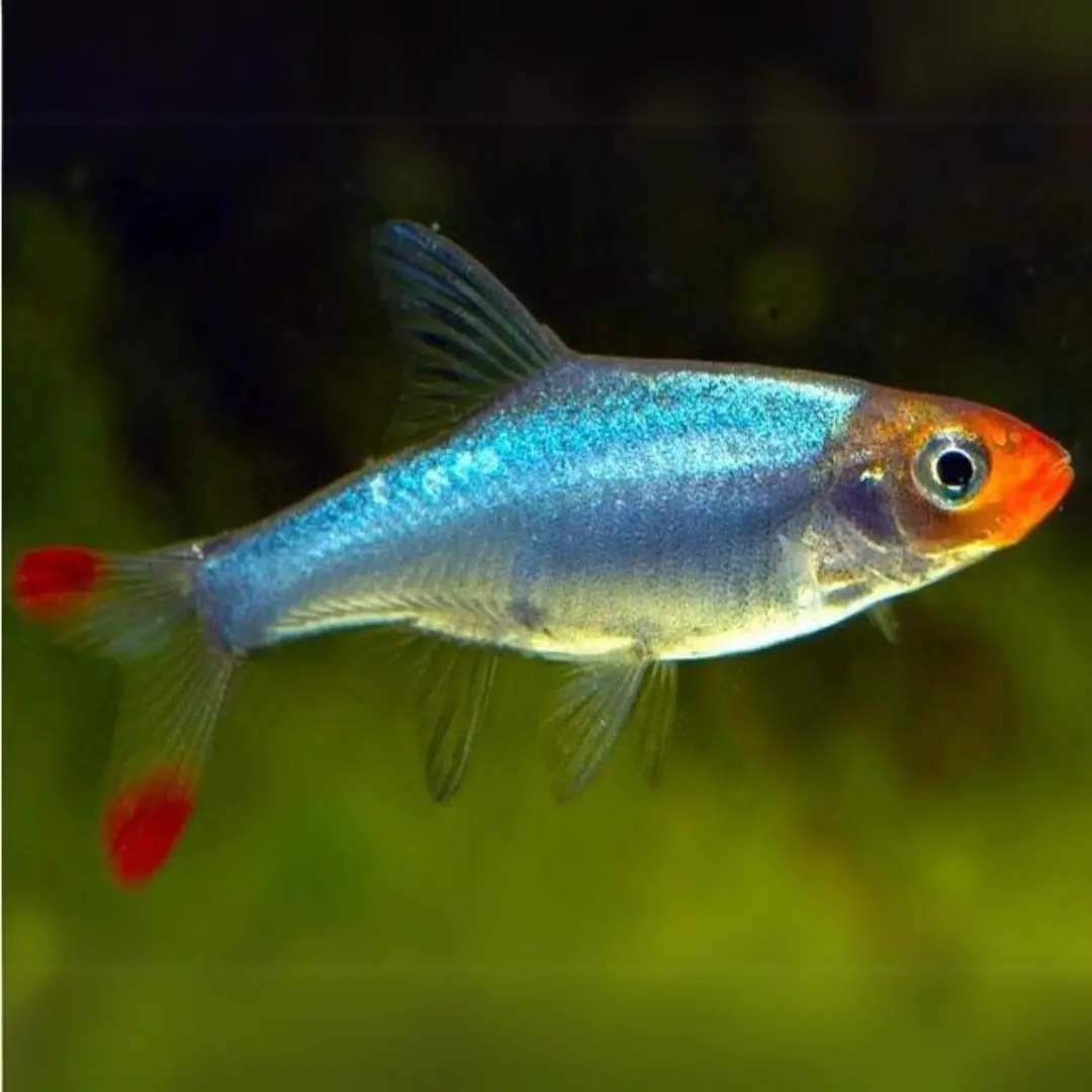 Live Fish Sabwa Rasbora | Asian Rummy Nose | Planted Tank Fish | Pair 1