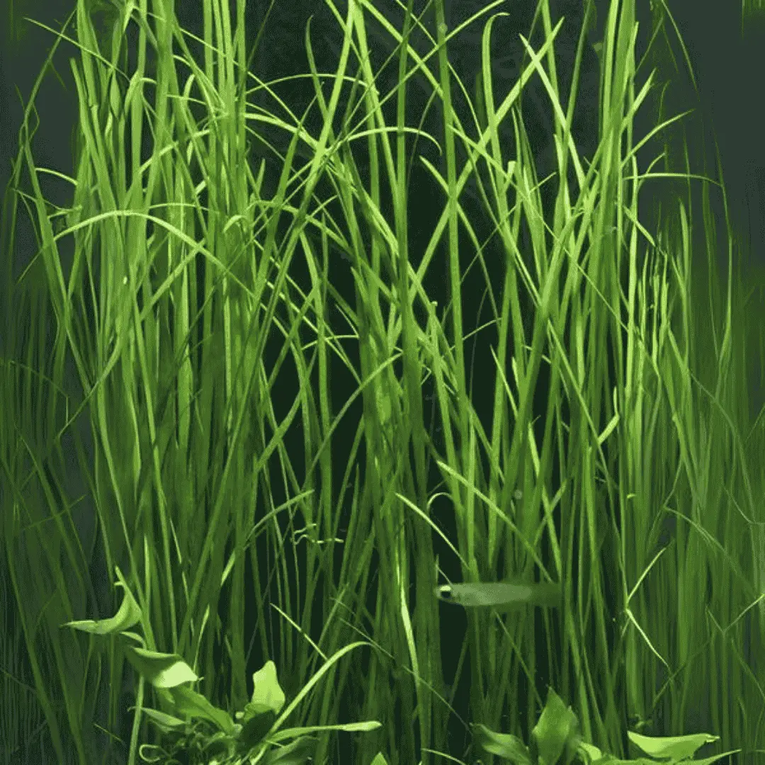 Vallisneria | Pot Live Plant (Offer) 1
