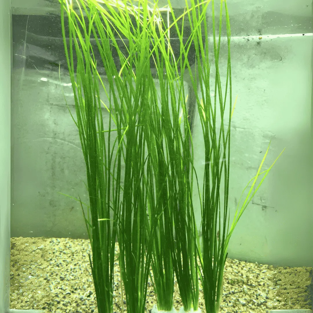 Vallisneria | Pot Live Plant (Offer) 2