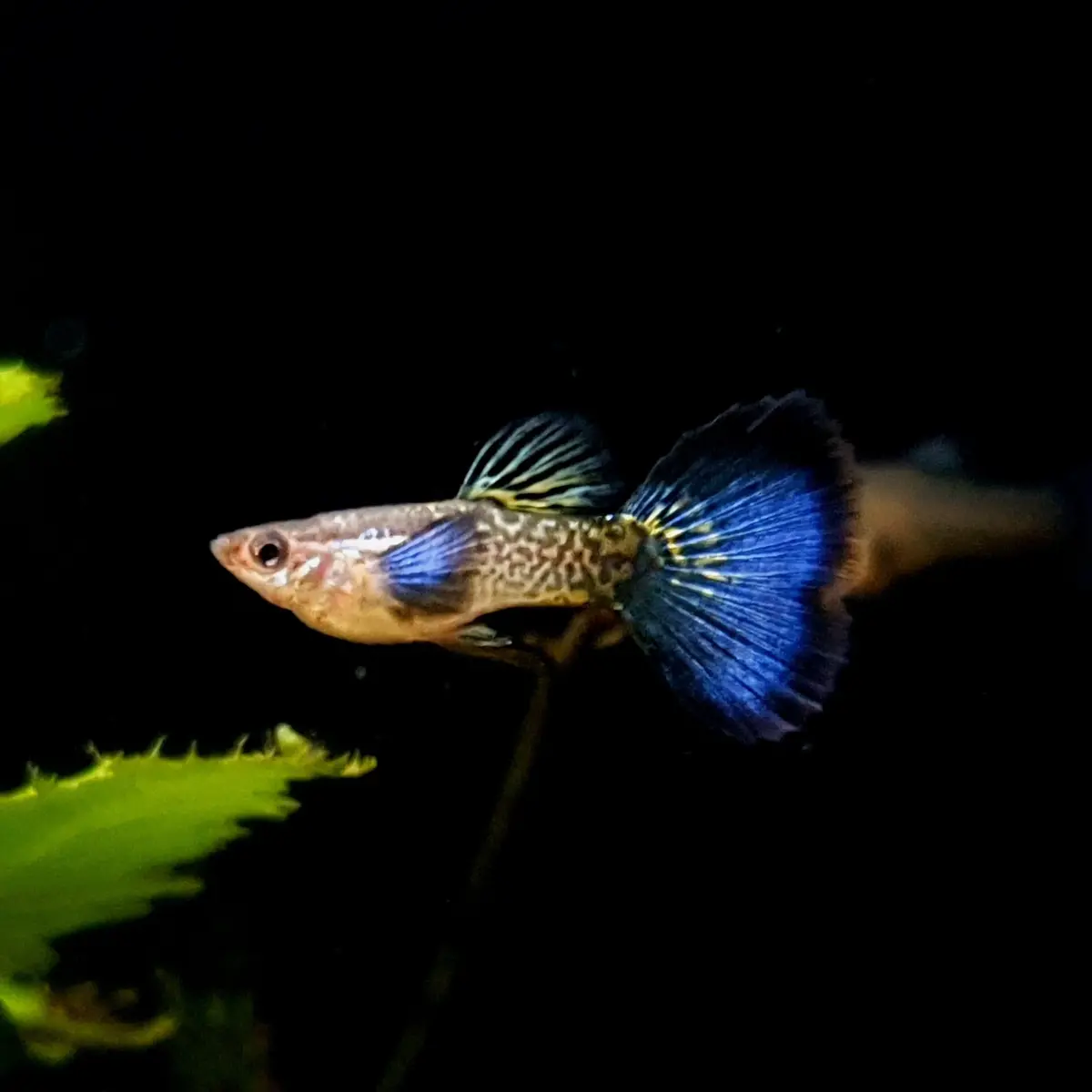 Live Fish Guppy Snake Skin Blue Tail 1