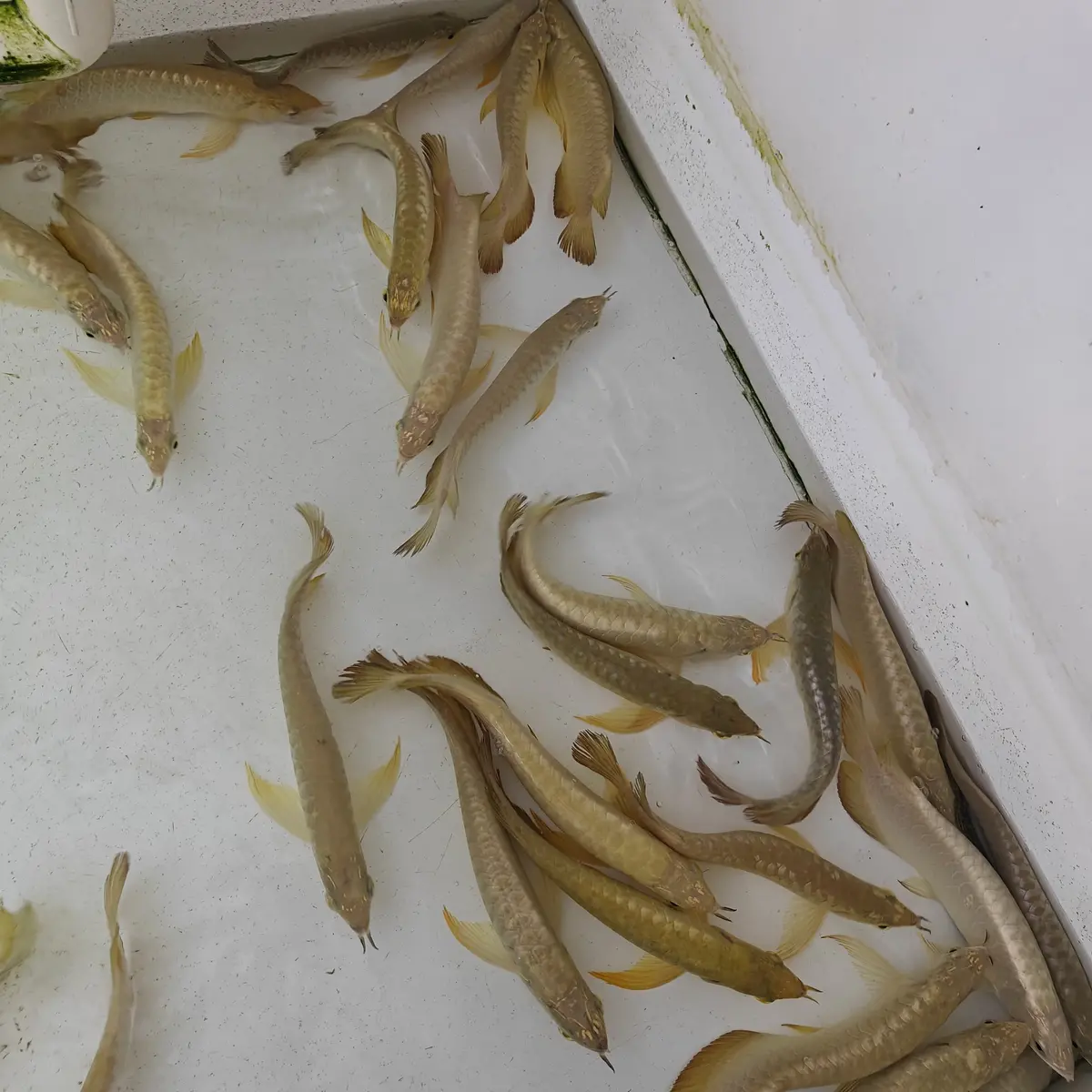 Live Fish Arowana 24K Golden (8 - 9 Inches) | Single 2
