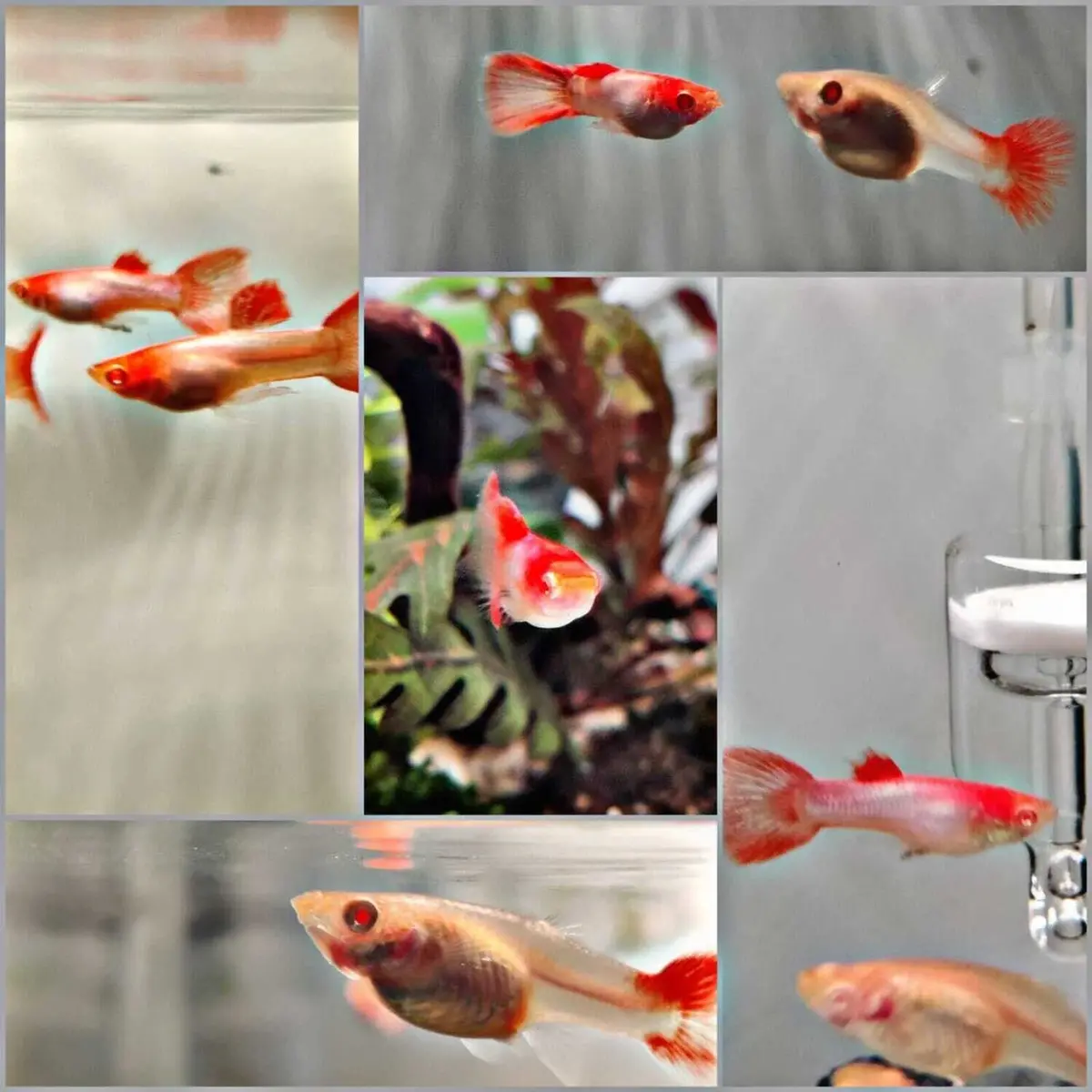 Live Fish Guppy Albino Pink Fire 1