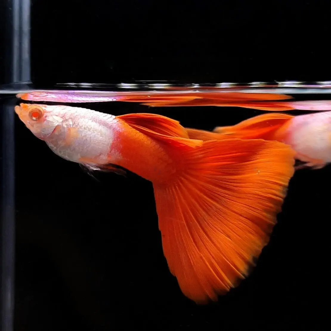 Live Fish Guppy Albino Silverado 1