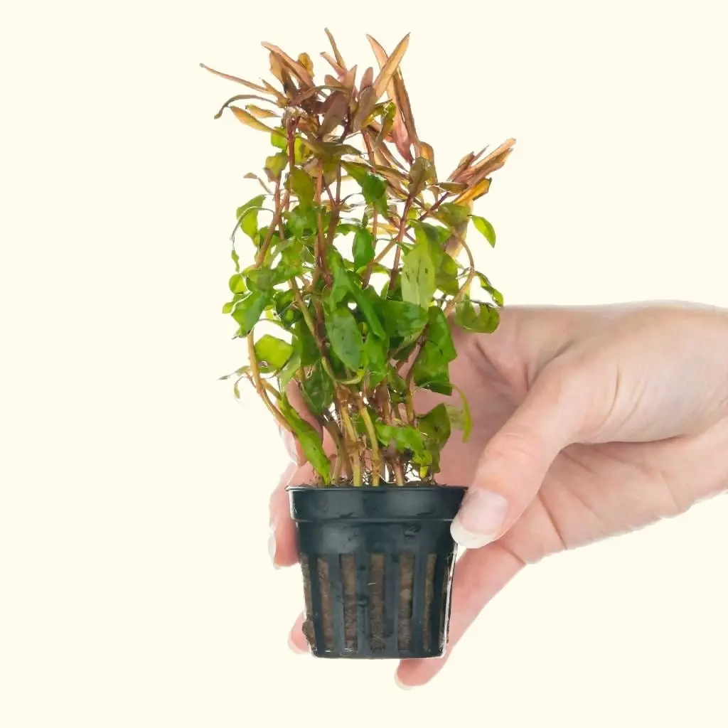Ammannia Gracilis 1
