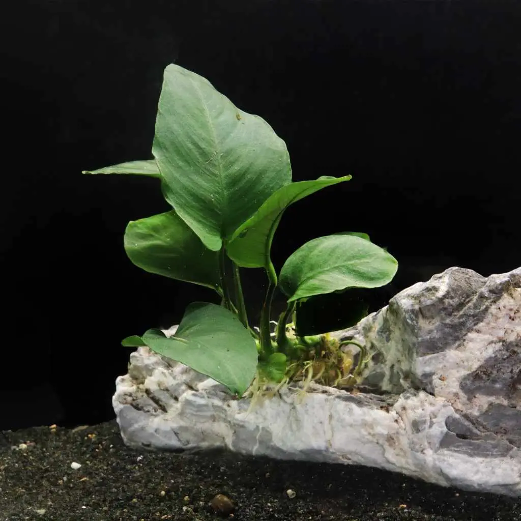 Anubias Barteri 2