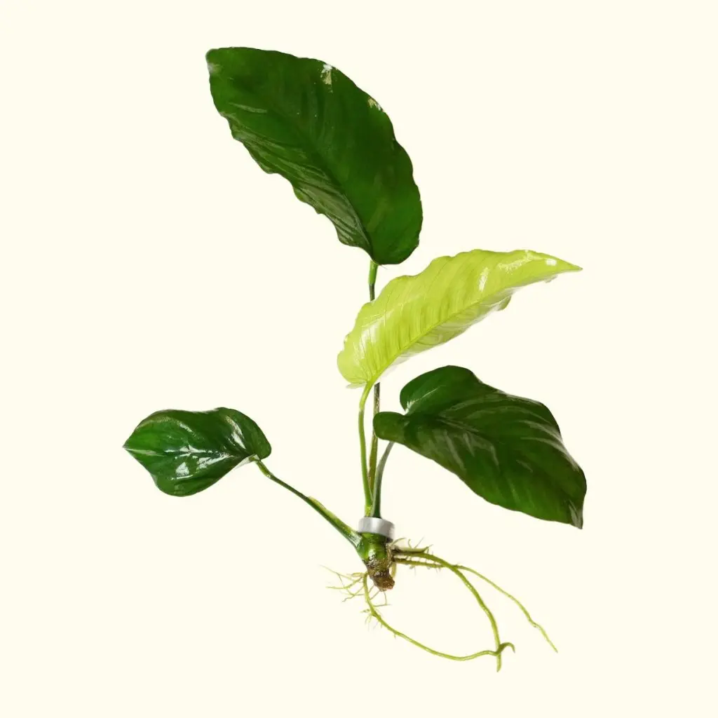 Anubias Barteri 1