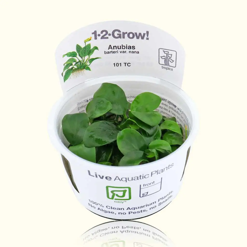 Anubias Barteri Nana Tissue Culture 1