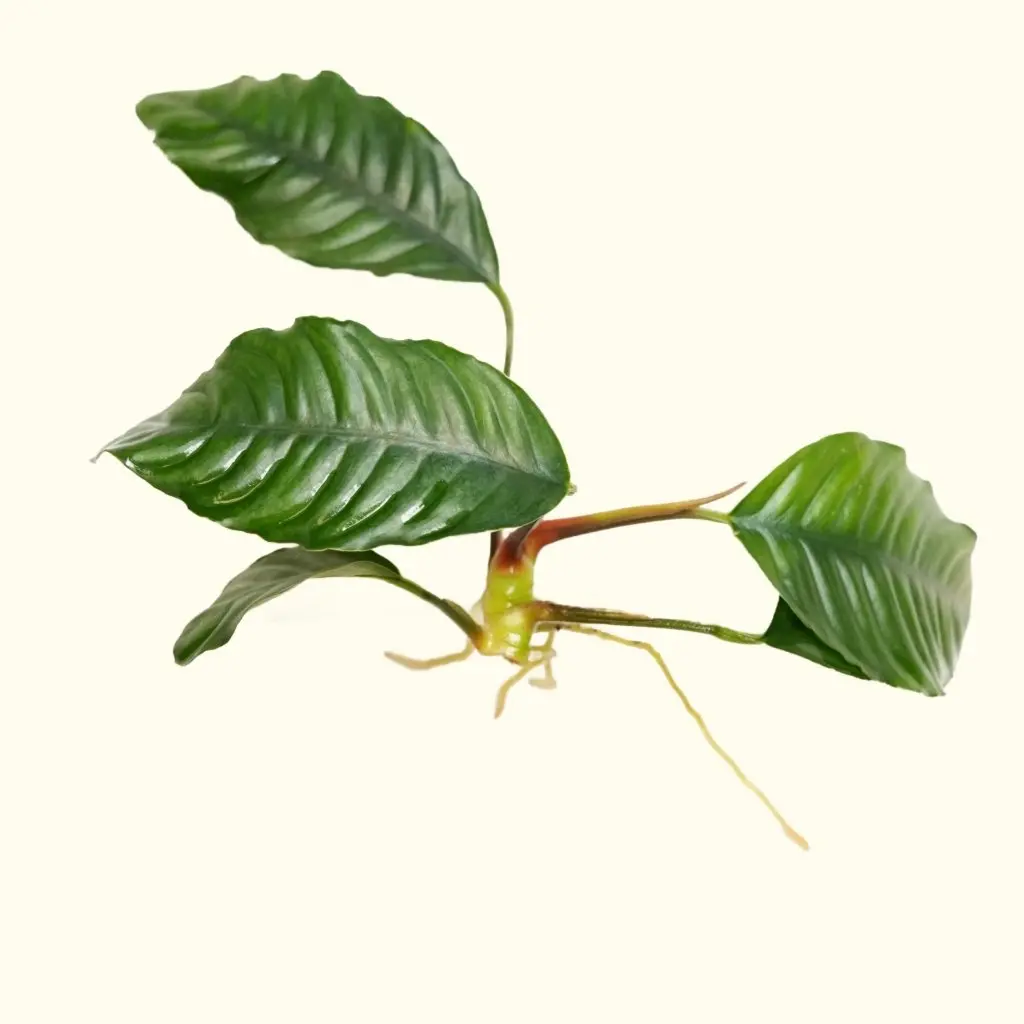 Anubias Coffeefolia 1