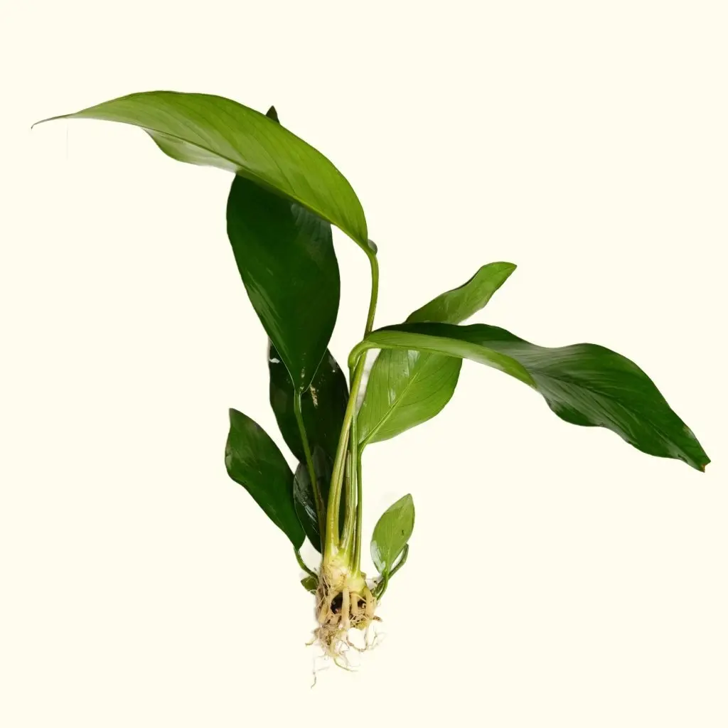 Anubias Hastifolia 1