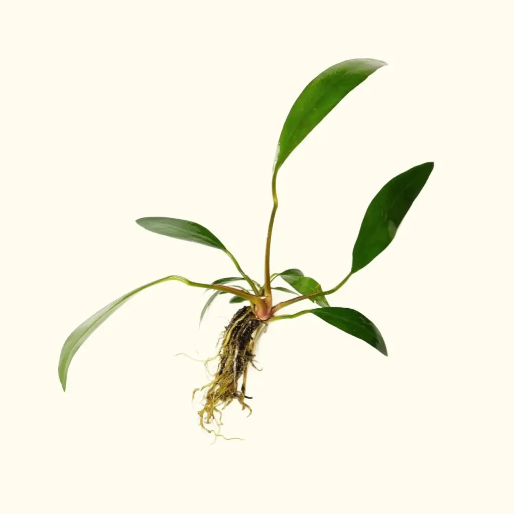 Anubias Lanceolata 1