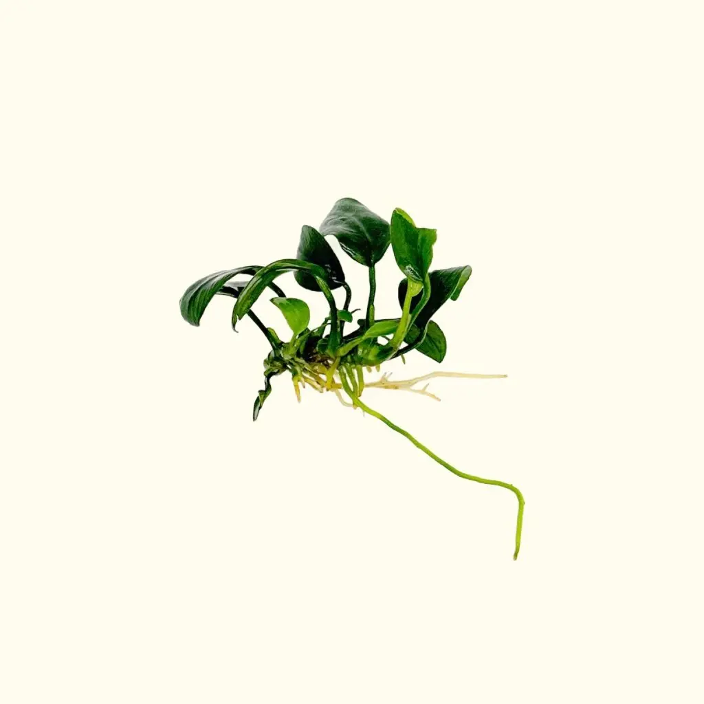 Anubias Nana Petite 1