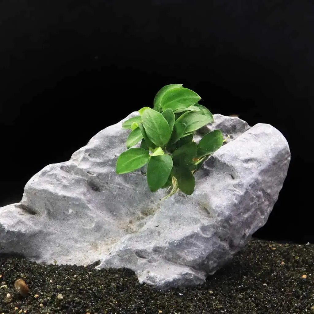 Anubias Nana Petite 2