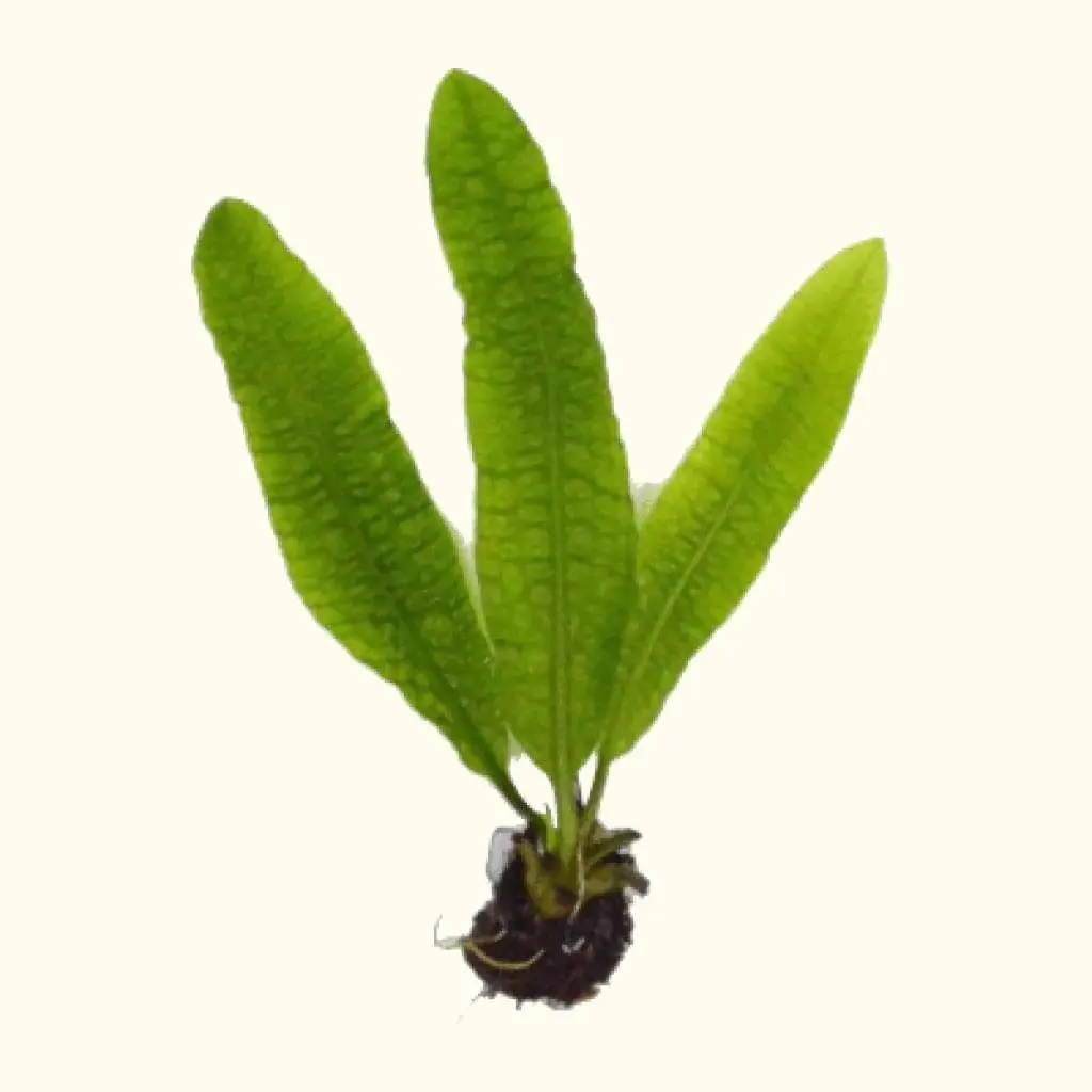 Aponogeton Boivinianus 1