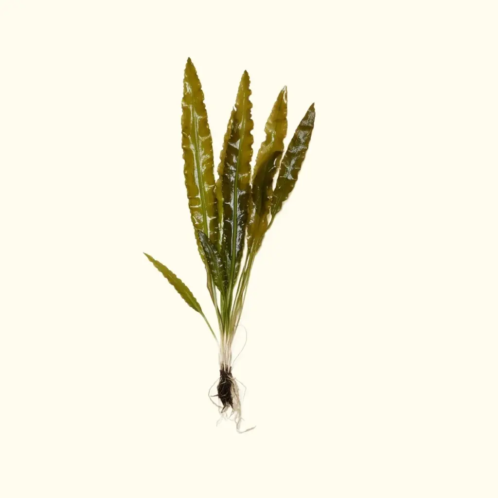 Aponogeton Crispus 1