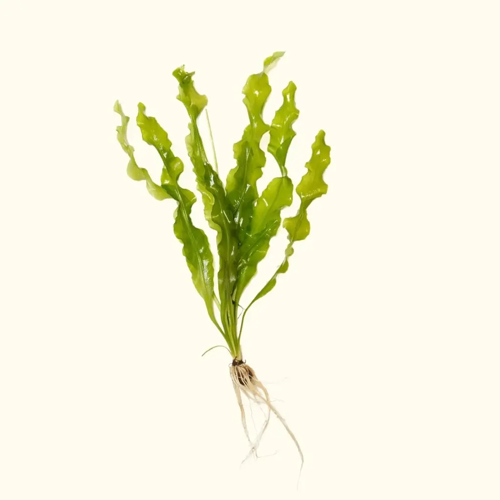 Aponogeton Ulvaceus 1