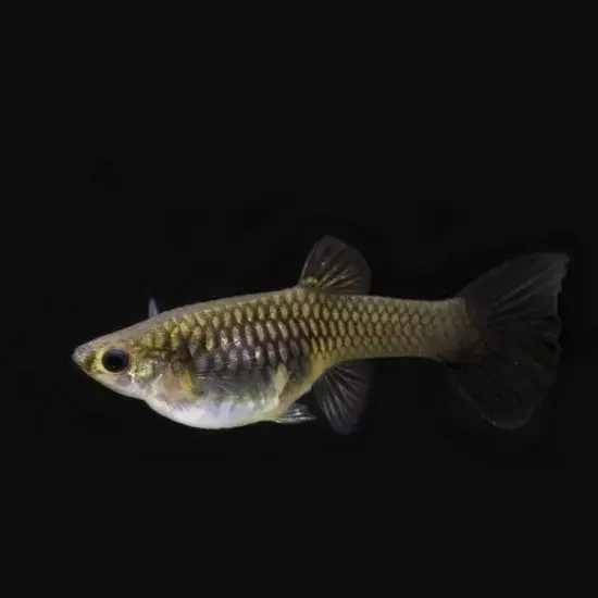 Live Fish Guppy Moscow Black 2