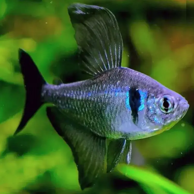 Live Fish Black Phantom Tetra | Single 1