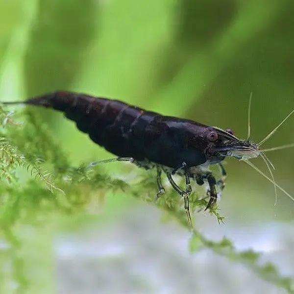 Live Fish Shrimp Z Black | Single 1