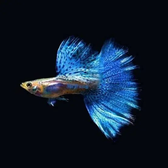 Live Fish Guppy Blue Grass 1