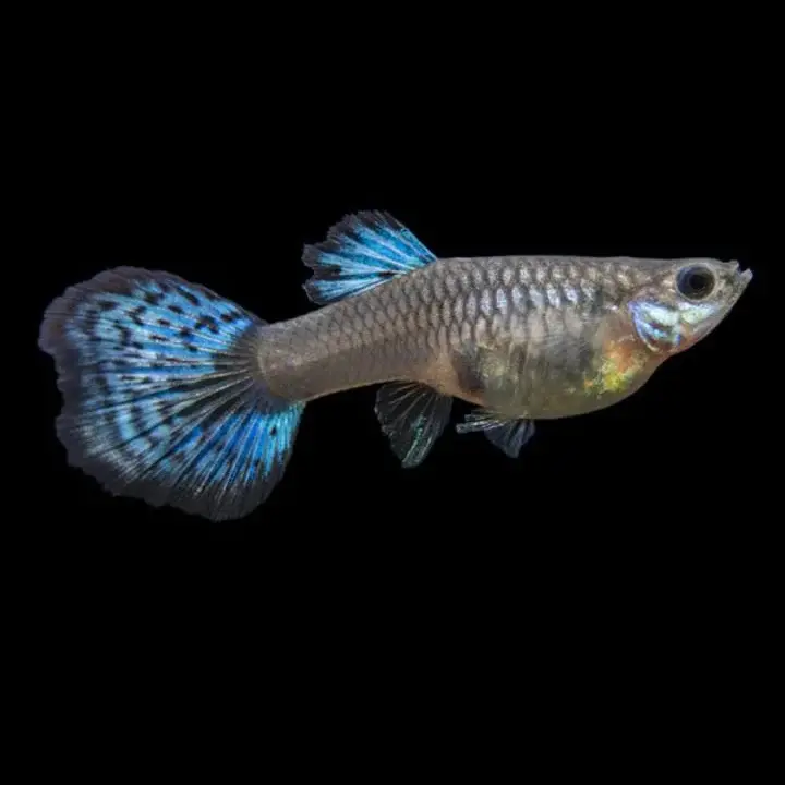 Live Fish Guppy Blue Grass 2