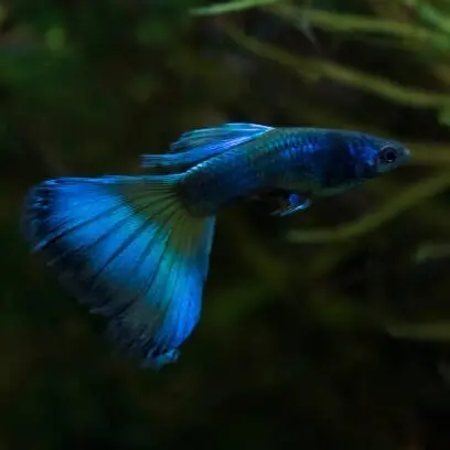 Live Fish Guppy Blue Green Mosco 2