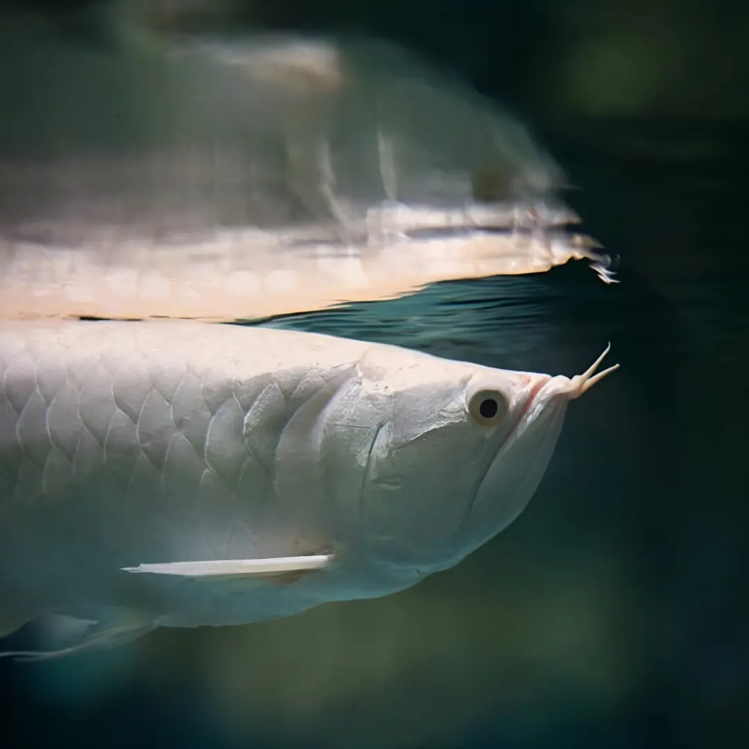 Live Fish Albino Platinum Silver Arowana (5-6 Inches) | Single 1
