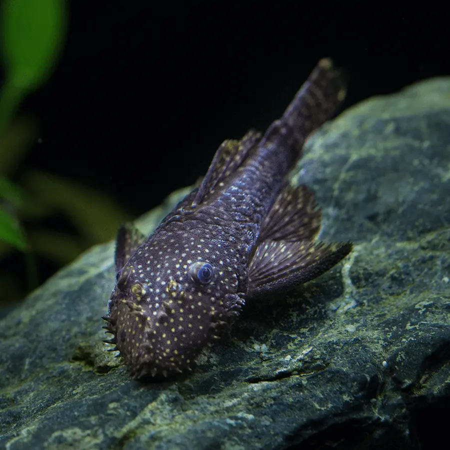 Live Fish Algae Eater Bristlenose Black Pleco | (4-5 Cms) Single 1