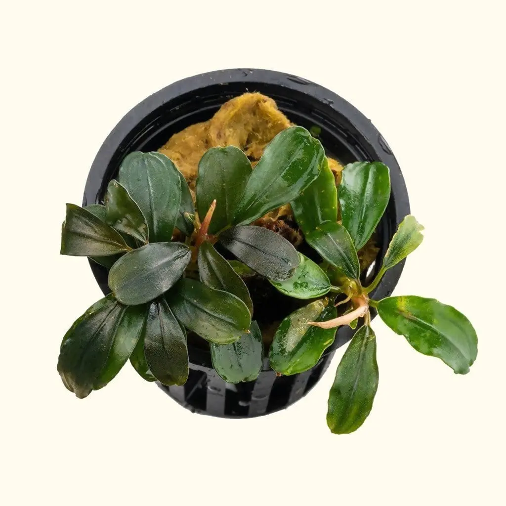 Bucephalandra Black Pearl 2