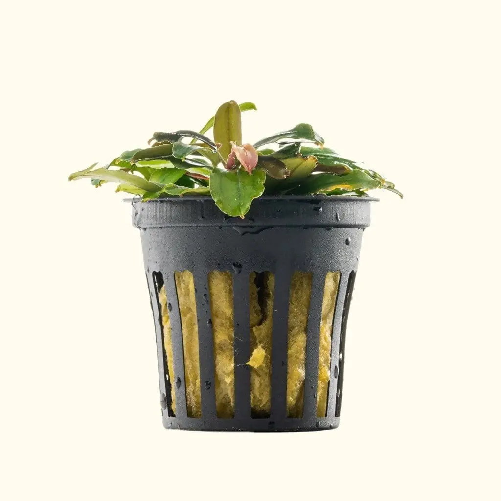 Bucephalandra Black Pearl 1