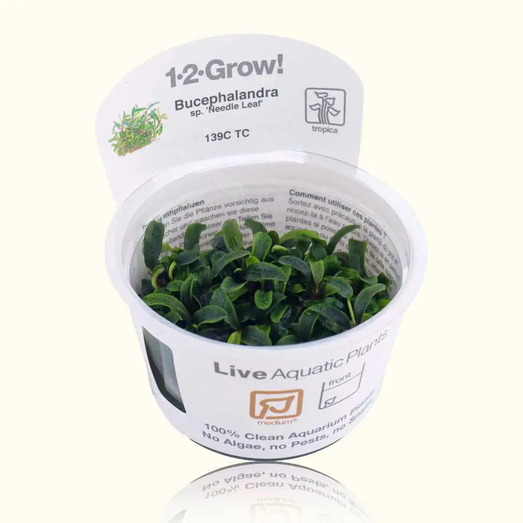 Bucephalandra Needle Leaf Tissue Culture 1