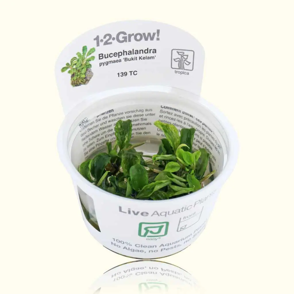 Bucephalandra Pygmaea 'Bukit Kelam' Tissue Culture 1