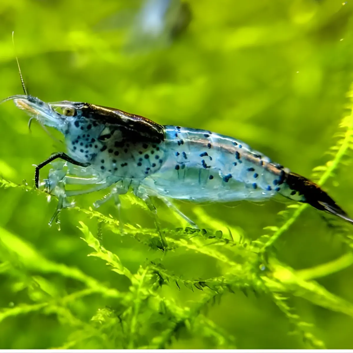 Live Carbon Rili Sparkling Shrimp | Single 1