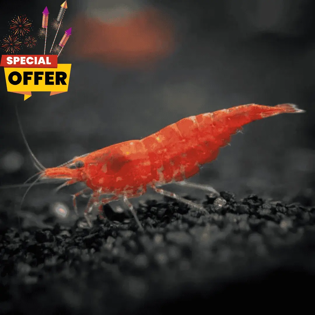 Live Fish Shrimp Cherry Red Adult | Offer 1