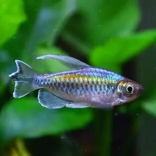 Live Fish Congo Tetra (1.5 Inches) | Single 1