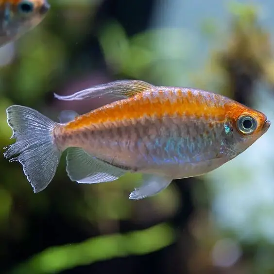 Live Fish Congo Tetra (2.5-3 Inches) | Single 2