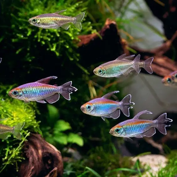 Live Fish Congo Tetra (2.5-3 Inches) | Single 1