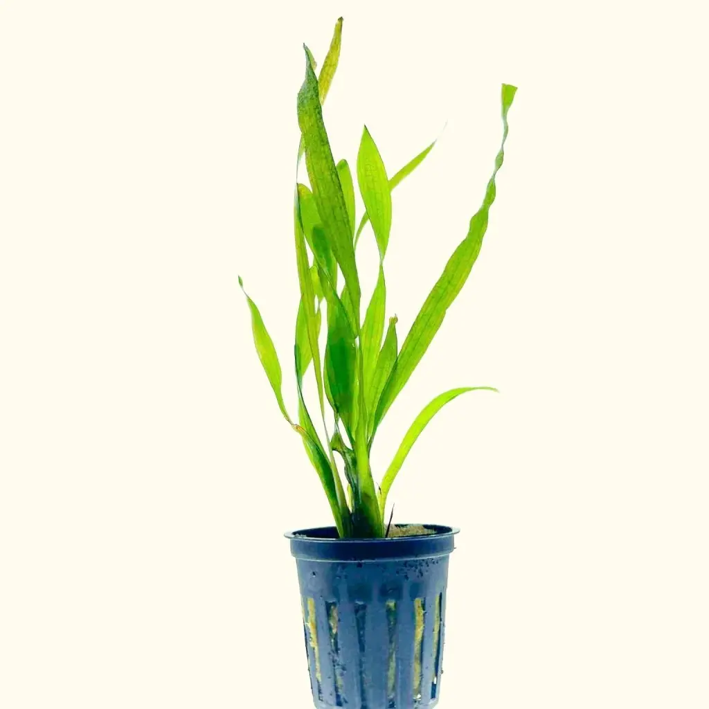 Corkscrew Vallisneria 1