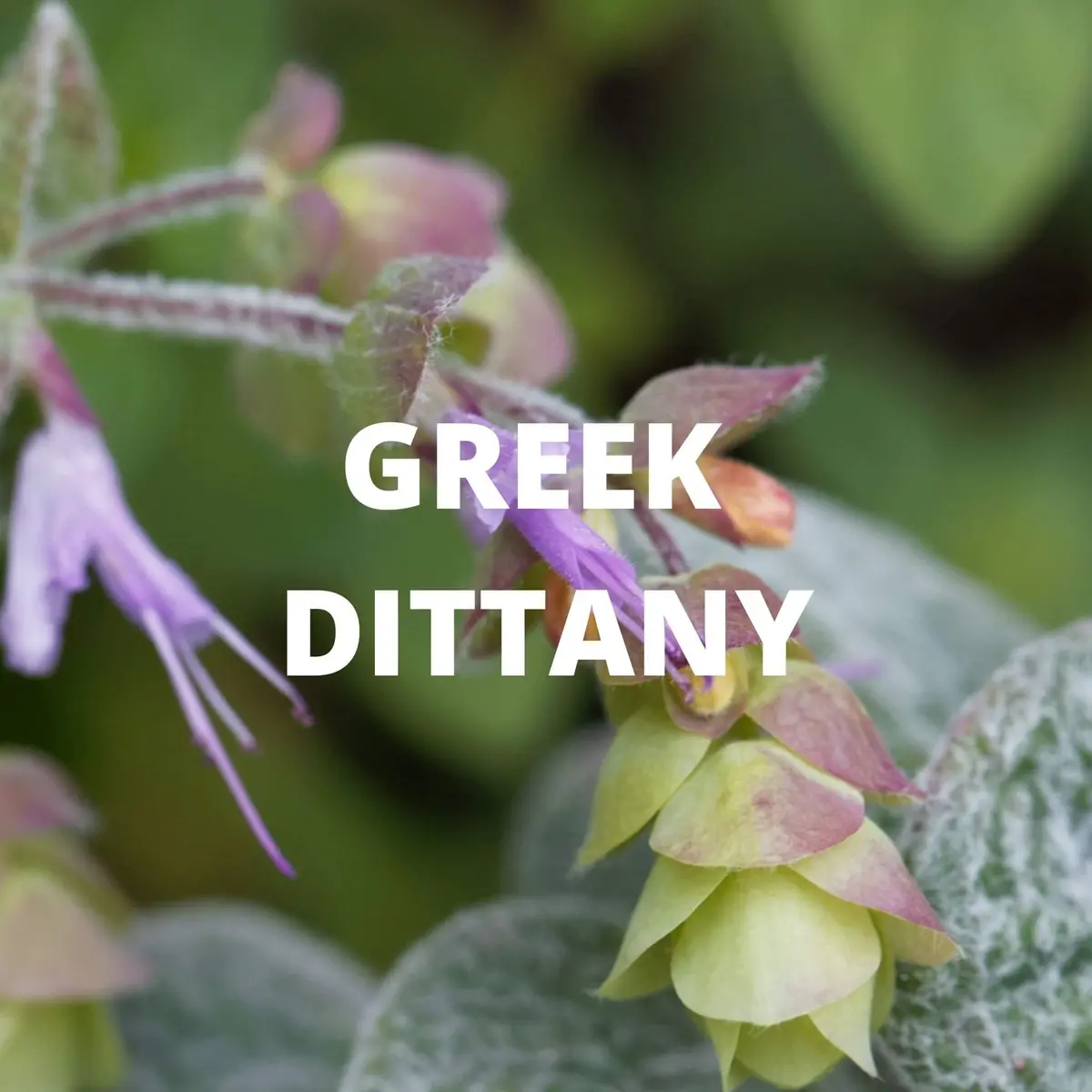 Greek Superherbs Crete Tea 2