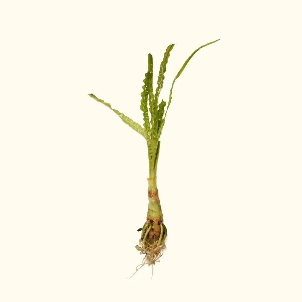 Crinum Calamistratum 1