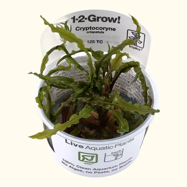Cryptocoryne Crispatula Tissue Culture 1