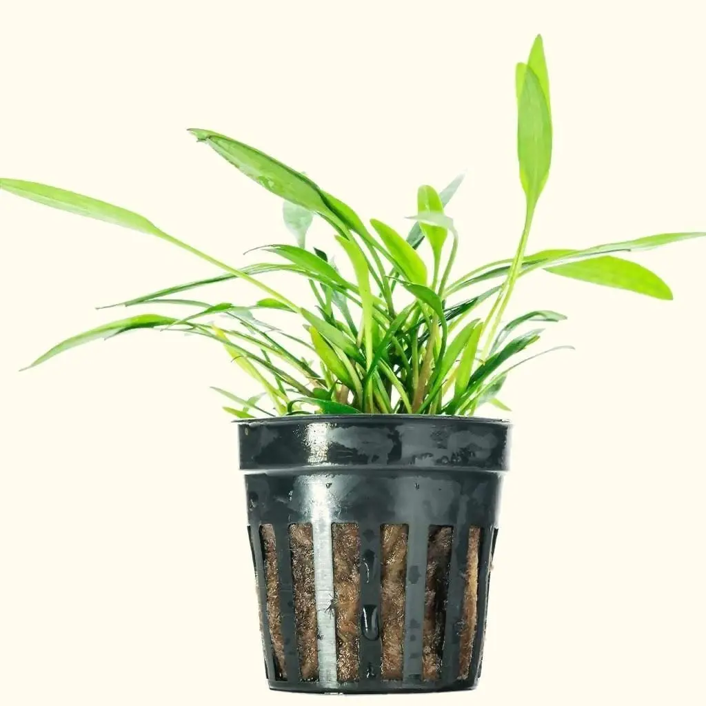Cryptocoryne Lucens 1
