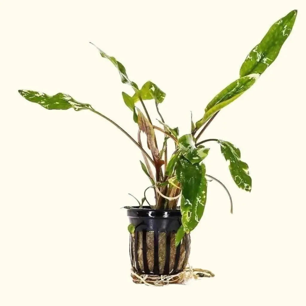 Cryptocoryne Lutea 1