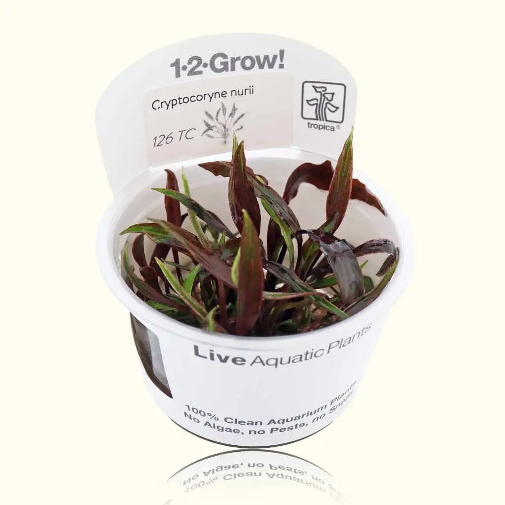 Cryptocoryne Nurii Tissue Culture 1