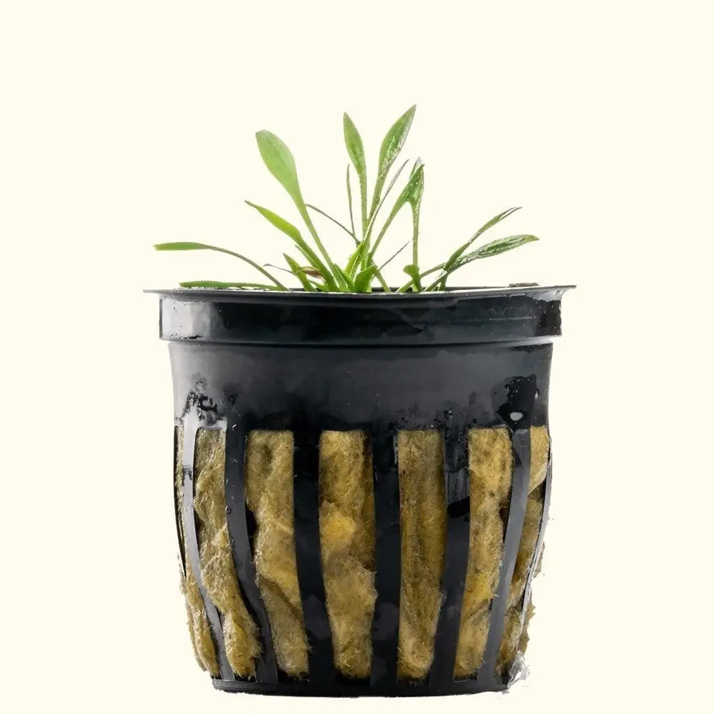 Cryptocoryne Parva 1